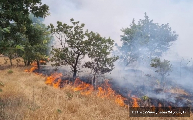 Manisa'da ormanlık alanı tehdit eden yangın