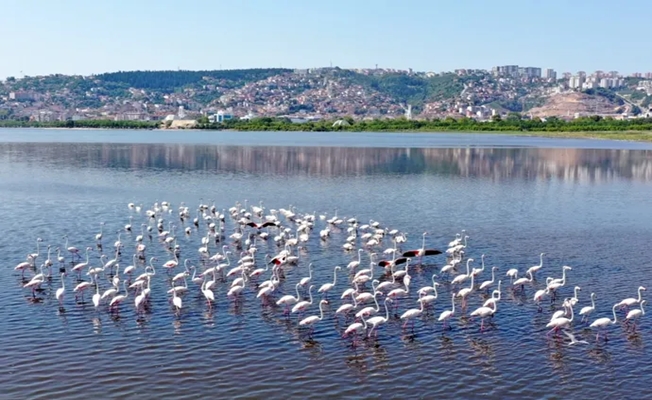 Körfezi’nin pembe süsleri geldi... Biyoçeşitlilik artıyor