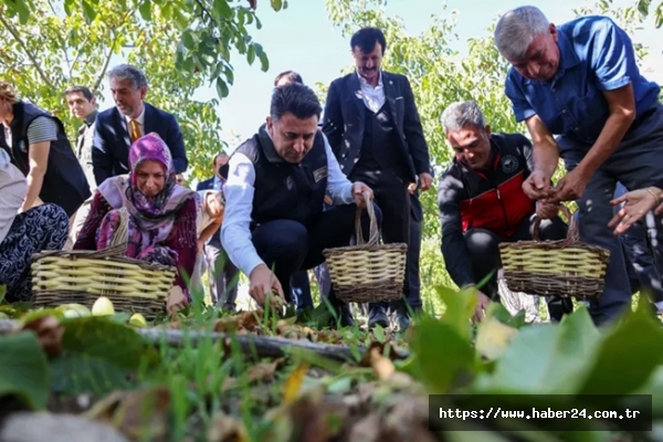 Bilecik ceviz üretiminde Türkiye 3’üncüsü