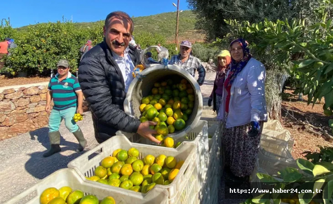 Satsuma mandalinanın ihracat yolculuğu başlıyor