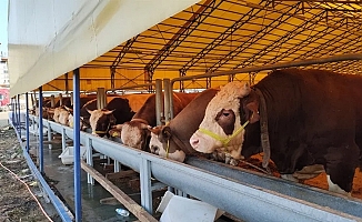 İstanbul'da 'Kurban Timi' kuruldu