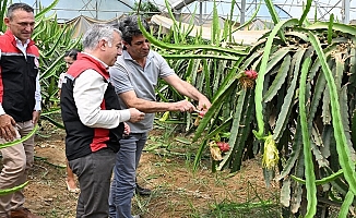 İzmir'in tarımsal çeşitliliğine Ejder Meyvesi katkısı