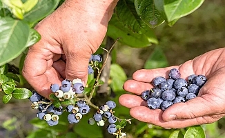 Tropikal meyve ihracatı yüzde 12 arttı