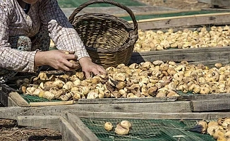 Kuru incir uzak pazarlara yelken açtı