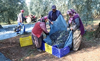 İşte zeytinin 1 kg maliyeti!