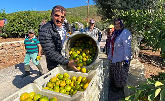 Satsuma mandalinanın ihracat yolculuğu başlıyor