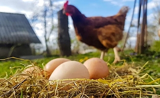 Yumurta ihracatına fon kesintisi!